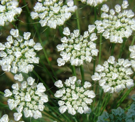Ammi majus /  Visnaga maggiore